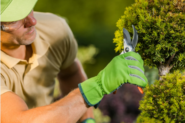 Gardening and Landscaping